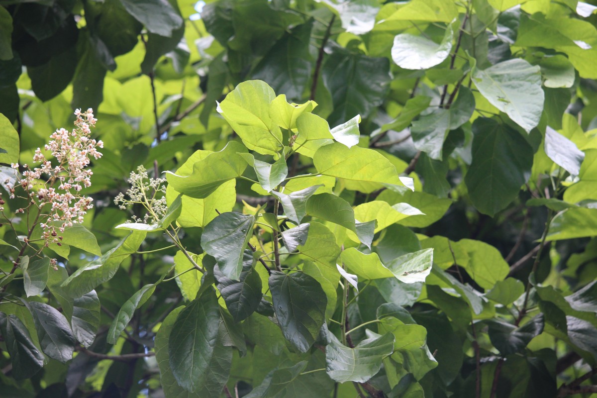 Berrya cordifolia (Willd.) Burret